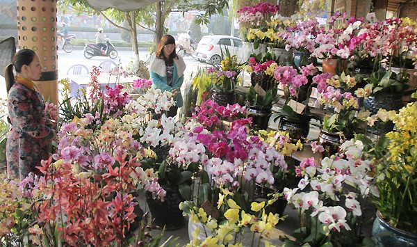 Busy Tet flower market in Lao Cai City - ảnh 1