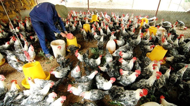 Northern border provinces take measures against avian flu  - ảnh 1