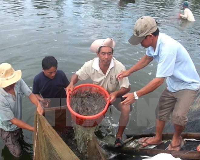  56th Traditional Fisheries Day marked - ảnh 1