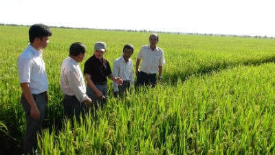 Seminar on reducing green-house gas emissions in rice cultivation - ảnh 1