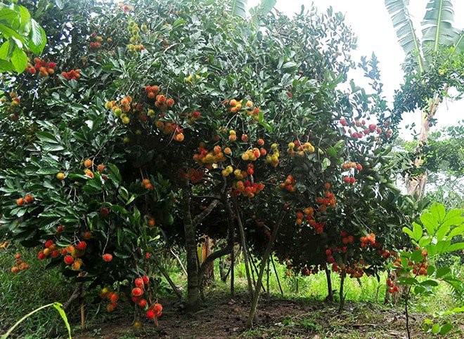Vàm Xáng fruit garden in Cần Thơ - ảnh 1