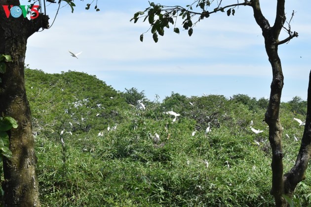 Bằng Lăng stork garden in Cần Thơ province - ảnh 3