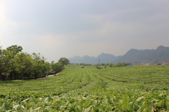 A visit to Ang village and Doi cave in Moc Chau, Son La - ảnh 2