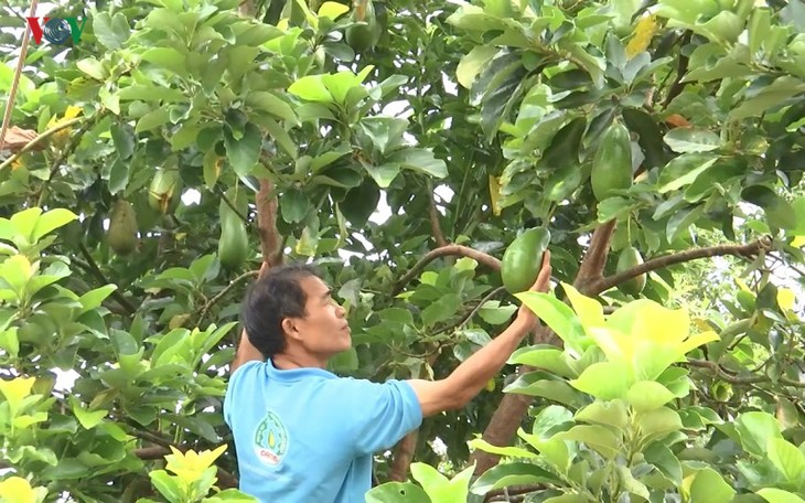 Vietnam to export avocados to US - ảnh 1