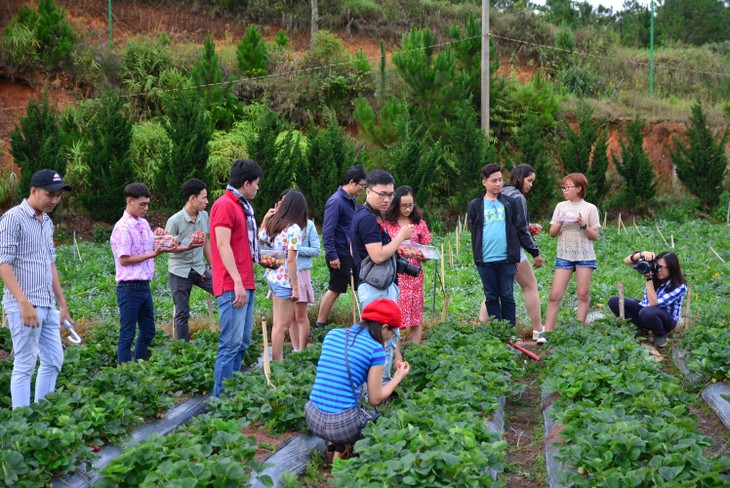 Agro-tourism makes Lam Dong province special  - ảnh 2
