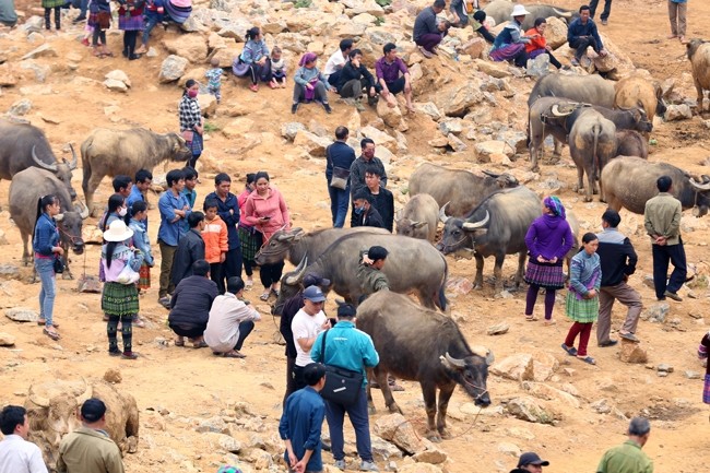 Can Cau – largest buffalo market in Vietnam’s northwest - ảnh 2
