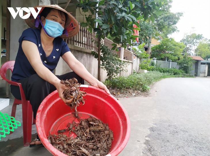 Residents replant Dong Rui mangrove forests - ảnh 2