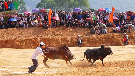 Einzigartiger Rinderkampf auf dem Liebesmarkt Khau Vai - ảnh 7