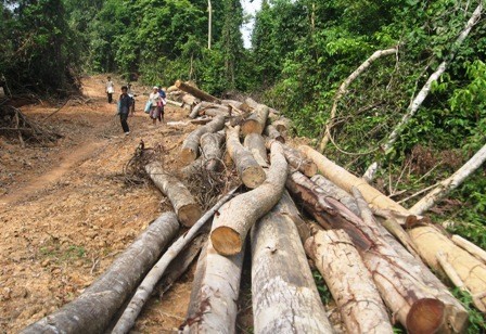 Staatsgruppe tagt über Plan zum Waldschutz bis 2020 - ảnh 1