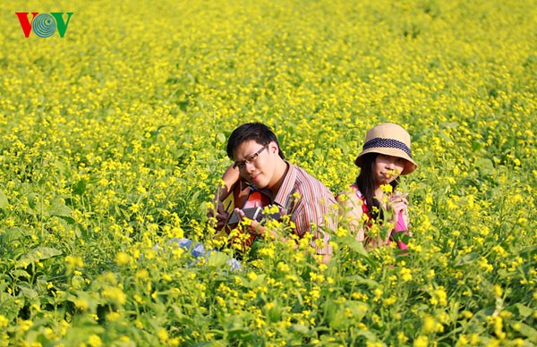 Hanoier Mädchen mit der Saison der Cai-Blüte - ảnh 7
