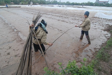 Vize-Premier Hai überprüft die landwirtschaftliche Produktion in Nam Dinh - ảnh 1