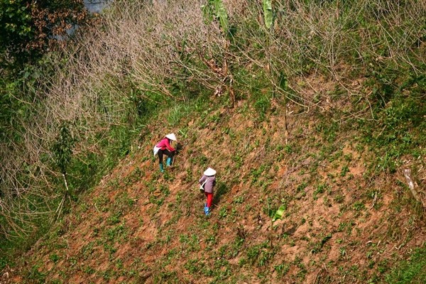 Harte Arbeit – das Pflanzen von Setzlingen auf dem Bergplateau Dong Van - ảnh 2