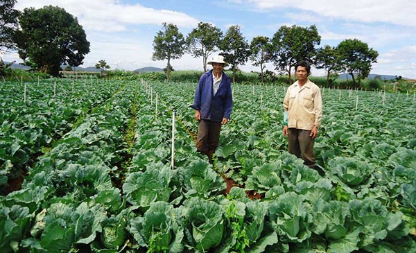 Die Bewohner in Don Duong entwickeln Landwirtschaft durch Hochtechnologie - ảnh 1