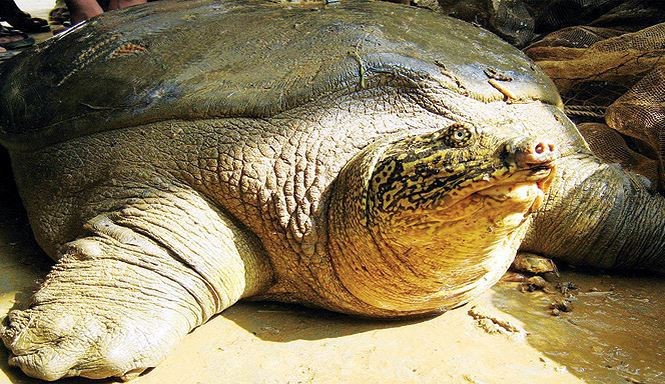Hanoi: Das Geschlecht der Schildkröten im Hoan Kiem-See werden bestimmt - ảnh 1