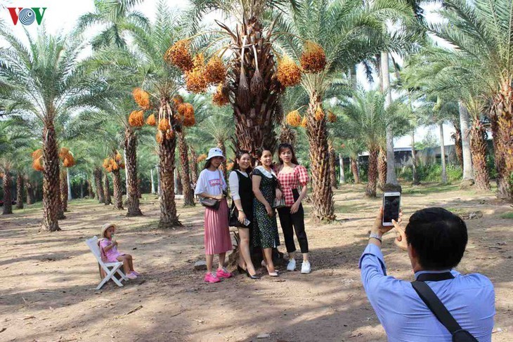 Schönheit des größten Dattelgartens in Südwestvietnam bewundern - ảnh 12