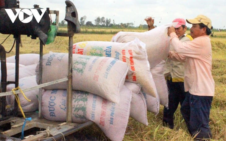 Vietnam exportierte etwa 6,15 Millionen Tonnen Reis im Jahr 2020 - ảnh 1