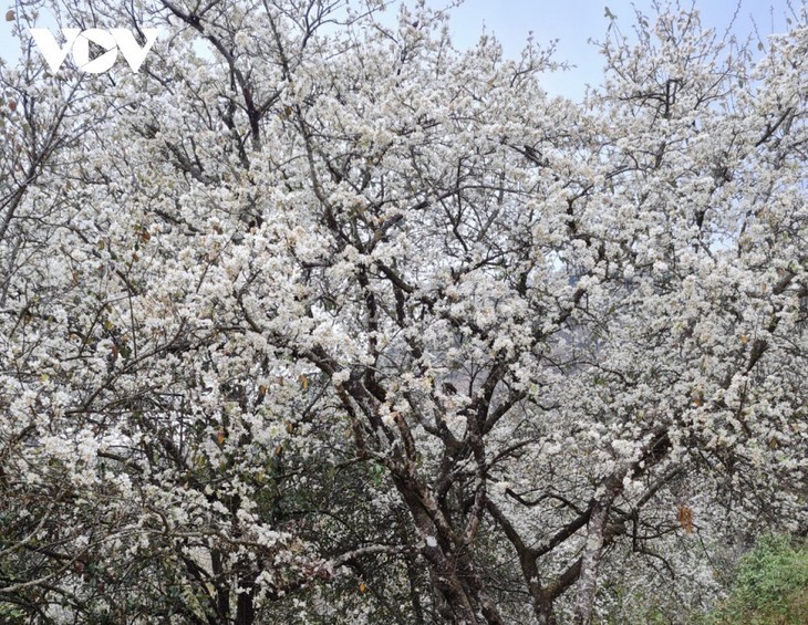 Die Weißdorne blühen auf dem Hochgebirge Son La - ảnh 7