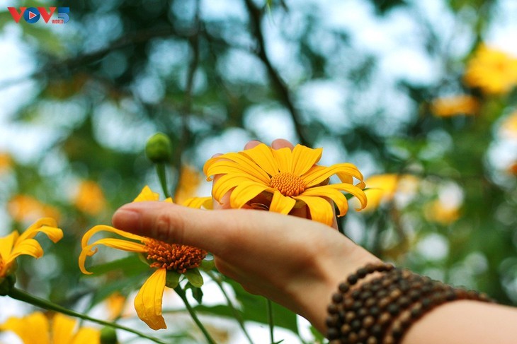 Prächtige Saison von mexikanischen Sonnenblumen in den Bergen - ảnh 9