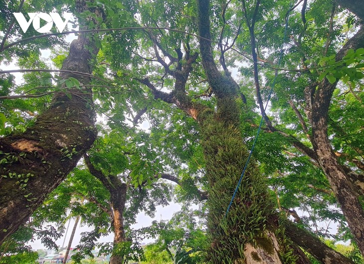 Neun Dalbergien im Dorf Huong Tra als Erbe-Bäume Vietnams anerkannt - ảnh 1