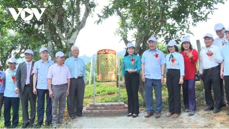 57 alte Shan Tuyet-Teebäume in Moc Chau als Erbe-Bäume anerkannt - ảnh 1