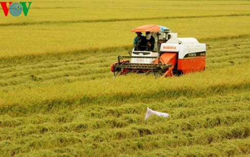 Vietnam aims to earn global reputation for rice quality  - ảnh 1