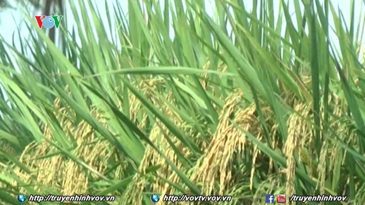 Rice exporters enjoy successful year - ảnh 1