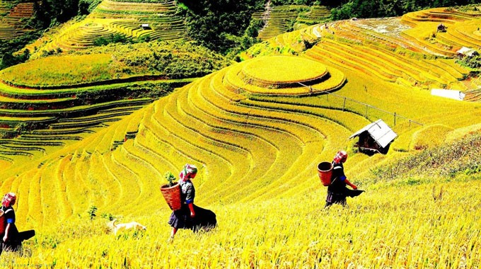 Mu Cang Chai terrace fields among world’s most colorful places - ảnh 2