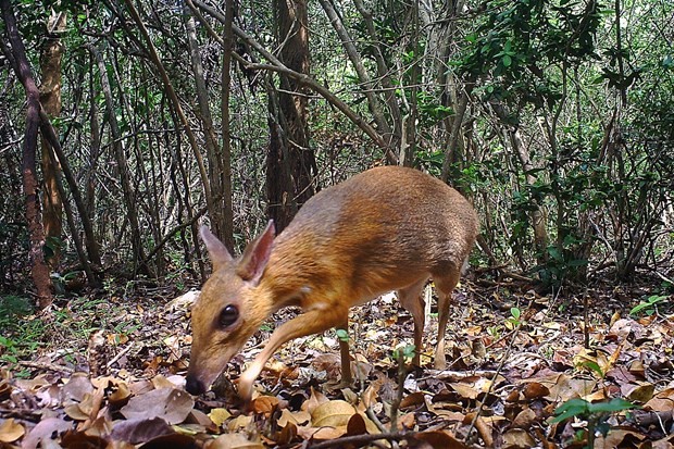 World's smallest ungulates spotted in Vietnam after 3 decades - ảnh 1