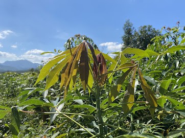 Bahnar ethnic minority’s fried cassava leaves - ảnh 1