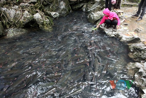 ธารปลาพิศวงในจังหวัดThanh Hoa - ảnh 2