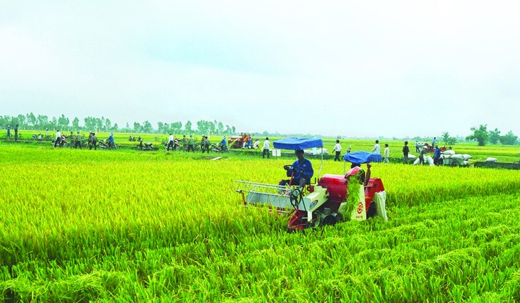 เวียดนามผลักดันการพัฒนาห่วงโซ่มูลค่าการเกษตรที่สมบูรณ์และยั่งยืน - ảnh 1