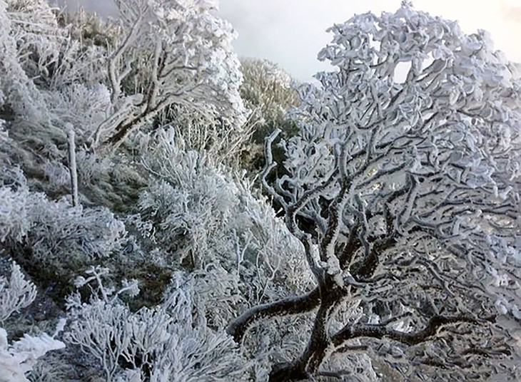 ซาปา- หิมะตกที่ยอดฟานซิปัน หลังคาแห่งอินโดจีน  - ảnh 12