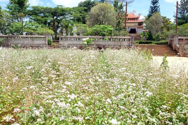 เมืองดาลัดได้รับการยกย่องเป็น 1 ใน 10 สถานที่ชมดอกไม้ที่สวยงามอันดับต้นๆ ของโลก - ảnh 6