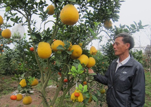 Le Duc Giap, creator of multi-fruit bearing trees for Tet - ảnh 1