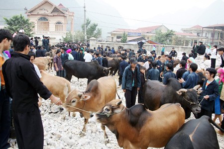 Cow market in Meo Vac - ảnh 1