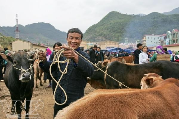 Cow market in Meo Vac - ảnh 2