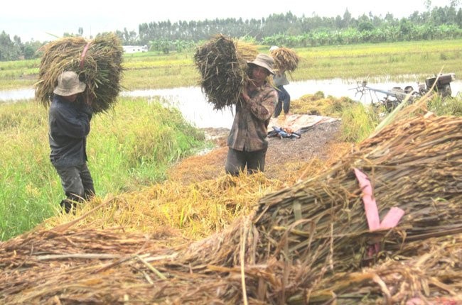 Restructuring rice sector in the Mekong River Delta - ảnh 1