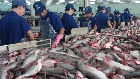 Tra fish export to China enjoys strong growth - ảnh 1
