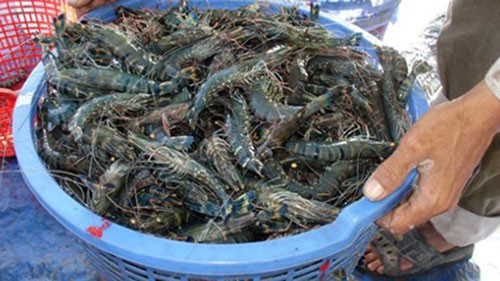 China lifts ban on import of prawns from Vietnam - ảnh 1