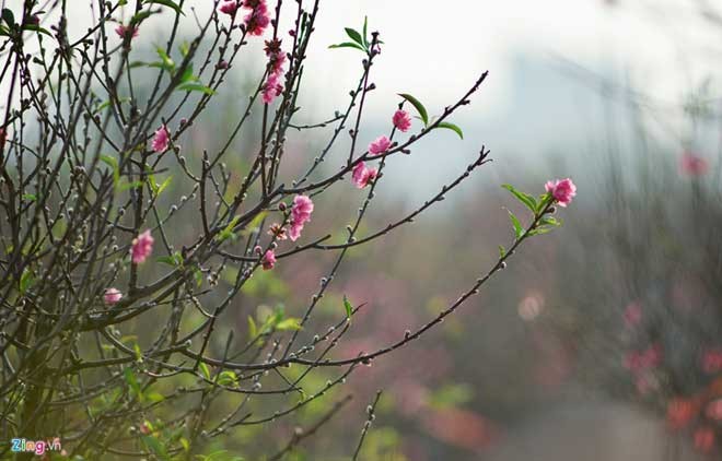 Peach trees bloom early at Nhat Tan flower village - ảnh 2