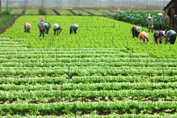 Increasing agricultural competitiveness for international integration    - ảnh 1