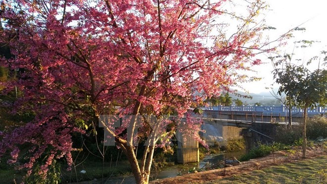 Japanese cherry trees take root in Da Nang - ảnh 1