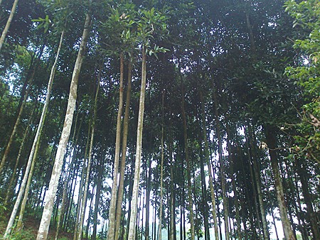 Cinnamon growing helps reduce poverty in Yen Bai province - ảnh 1