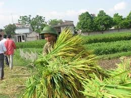 同奈省占族同胞积极参加新农村建设 - ảnh 2