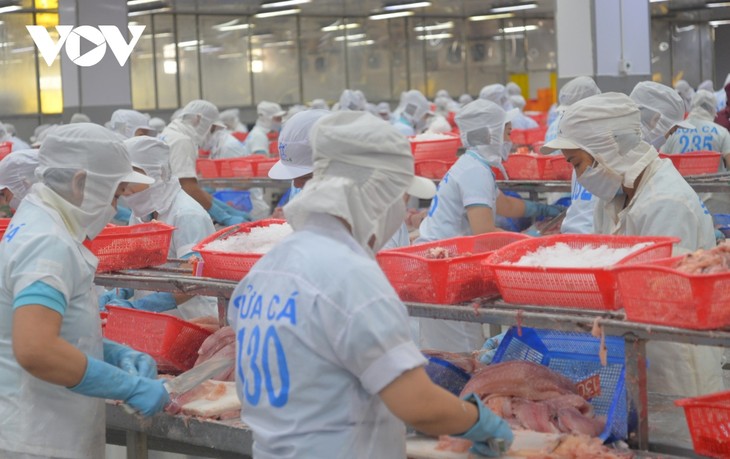 越南九龙江平原地区的查鱼产业朝着循环和低排放经济方向发展 - ảnh 1