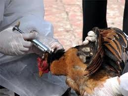 Vietnam wird Impfstoff gegen Vogelgrippevirus H5N1 herstellen - ảnh 1