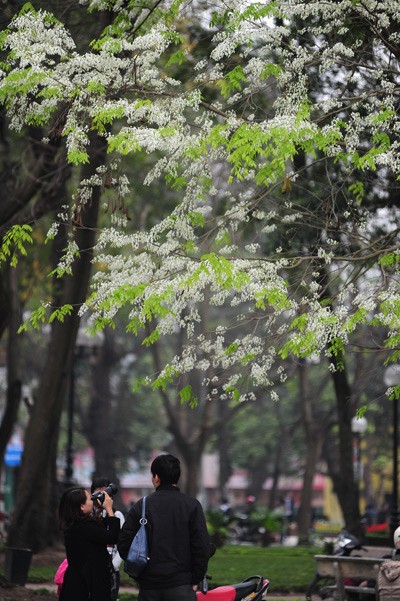 Weiße Blüten der Dalbergien-Bäume in Hanoi - ảnh 11