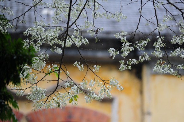 Weiße Blüten der Dalbergien-Bäume in Hanoi - ảnh 3