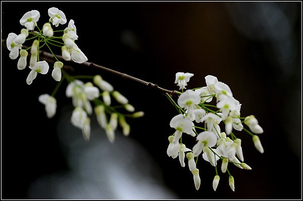 Weiße Blüten der Dalbergien-Bäume in Hanoi - ảnh 4