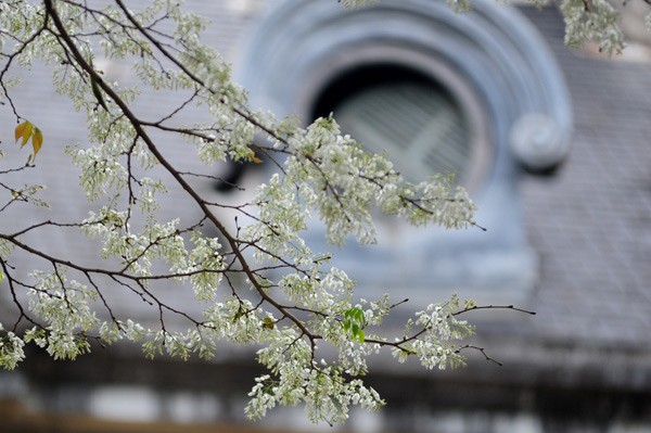 Weiße Blüten der Dalbergien-Bäume in Hanoi - ảnh 5